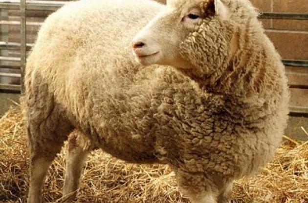 Нові дослідження спростували смерть овечки Доллі від артриту
