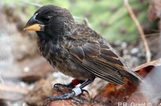 Вчені спостерігали за появою нового виду дарвінових в'юрків