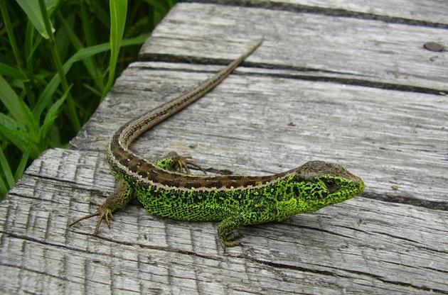 Ящірки здатні відрощувати відірваний хвіст завдяки особливостям спинного мозку