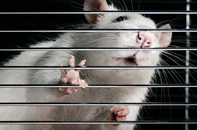 Вчені повернули паралізованим щурам здатність ходити