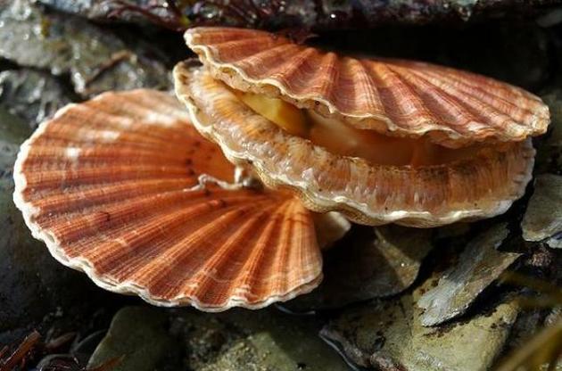 Глаза морских гребешков похожи на телескопы