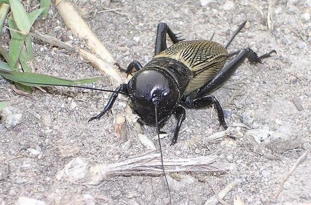 У Фінляндії цвіркунів додають у хліб