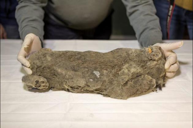 Вік останків становить 50 тисяч років