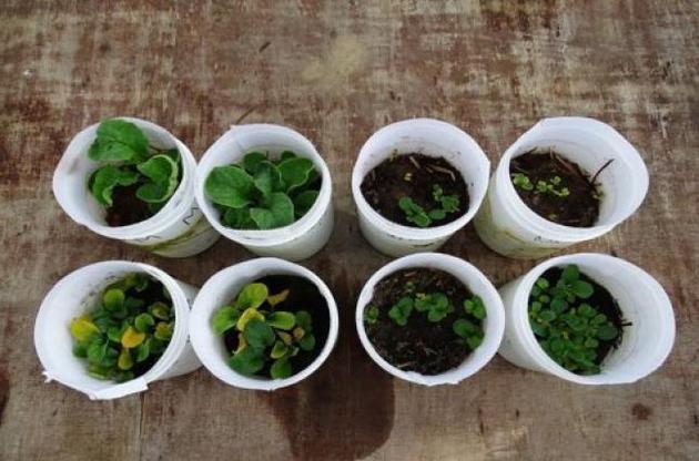 Дощові черв&#039;яки здатні вижити в марсіанському ґрунті