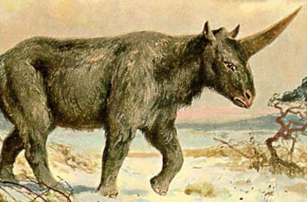 Палеонтологи обнаружили останки последнего "сибирского единорога"