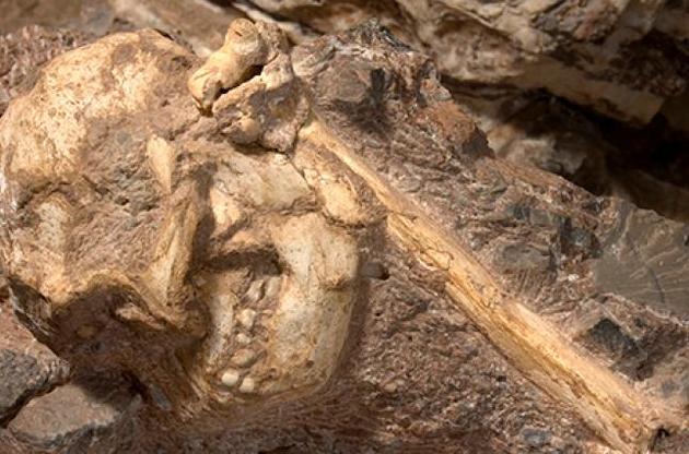 Ученые закончили сборку первого практически полного скелета австралопитека