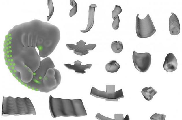 Вчені навчилися друкувати сполучну тканину на 3D-принтері