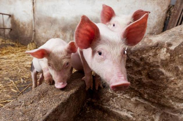 Конституция свинины: недешево и по-свински