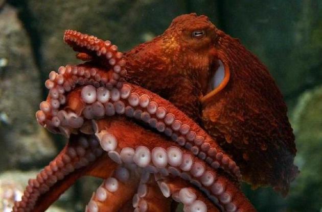 Ученые открыли новый вид гигантских осьминогов
