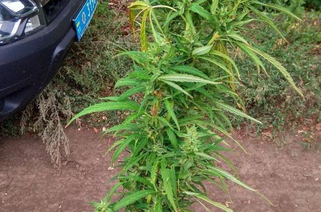 Американцям дозволяється купувати марихуану з 21 року