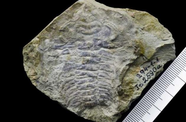 Вчені виявили око віком 530 мільйонів років