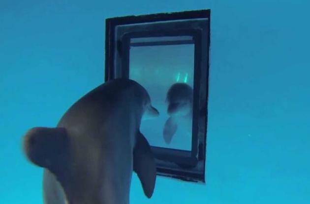 Дельфины узнают себя в зеркале раньше детей – ученые