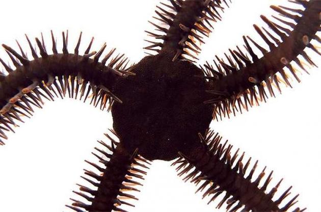 У змеехвосток нет оптической системы и мозга