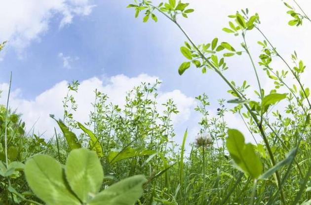 Первые растения появились на суше 500 миллионов лет назад