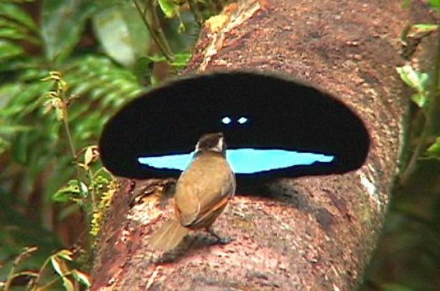 Пір`я птахів поглинає 99,95% світла