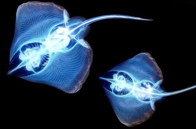 Для исследования ученые выбрали одну из самых древних рыб на планете - ската