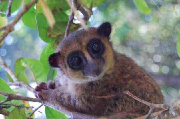 Довжина тіла звірів досягає 17 сантиметрів, а хвоста - 28