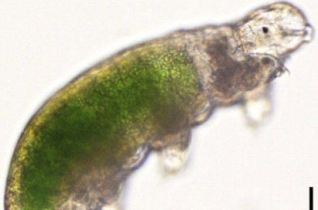 Ученые открыли 168 вид тихоходок