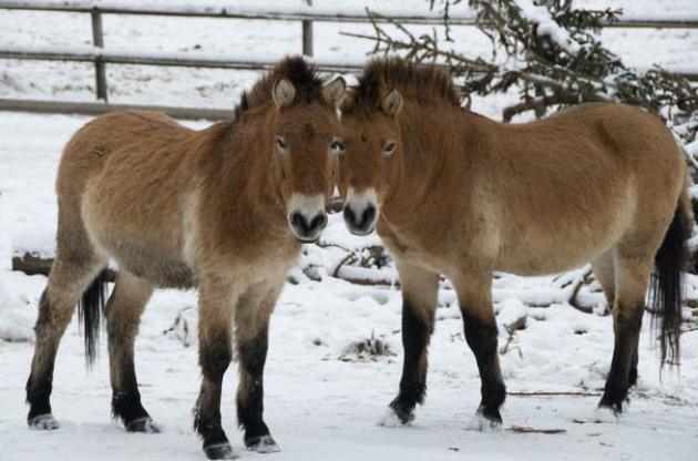 Предки коня Пржевальського були одомашнені близько 5,5 тисяч років тому