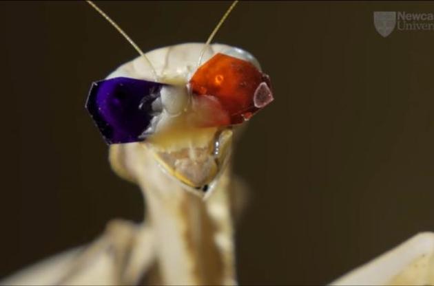 Богомоли мають &quot;новий тип стереозору&quot;