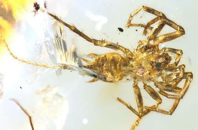 Ученые обнаружили в янтаре пауков с длинными хвостами