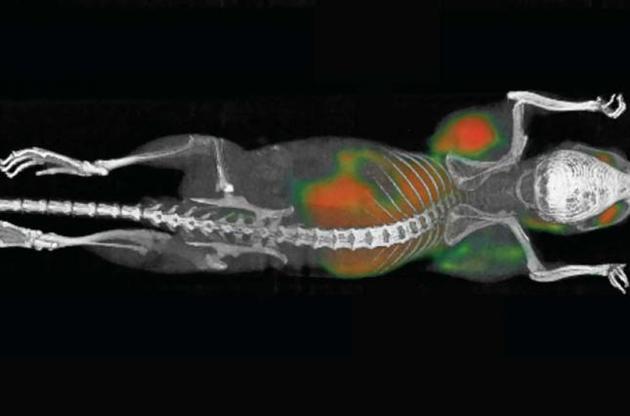 Ученым удалось полностью удалить опухоли у мышей