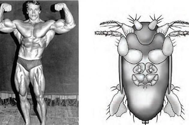 Муха отримала назву Megapropodiphora arnoldi