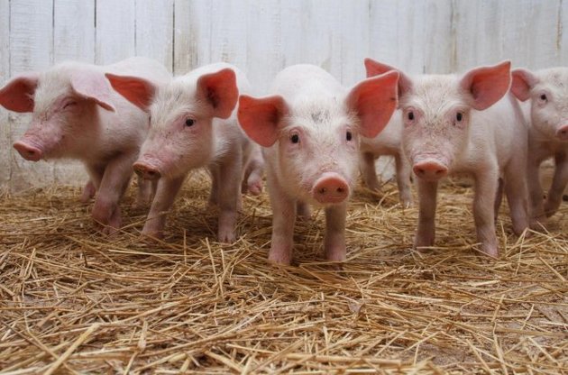 Ціна на свинину в Україні за рік зросла на 39%