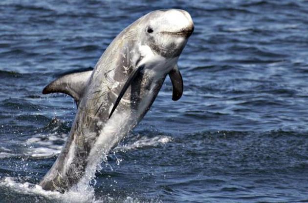 Серые дельфины оказались способны планировать погружения за едой