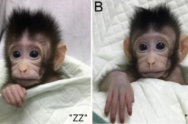 Ученые впервые клонировали обезьян по методу овечки Долли