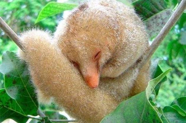 Карликовый муравьед оказался семью разными видами