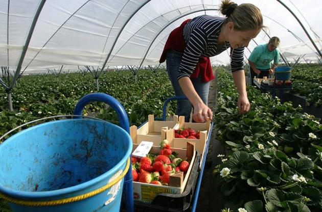 Польська економіка багато в чому завдячує українським працівникам