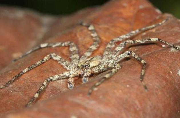 Павуки-краби виявилися найспритнішими і найшвидшими істотами на Землі