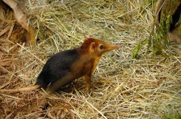 Щелезубы обитали еще во времена динозавров