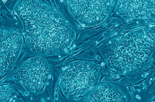 Вчені створили наноматеріали для доставки ліків всередину клітини
