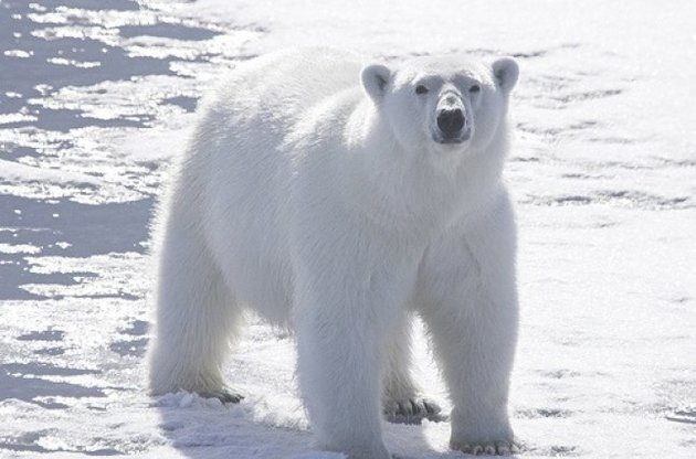 Вчені заявили про швидке зникнення білих ведмедів через глобальне потепління
