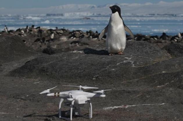 Вчені знайшли в Антарктиді "мега-колонію" пінгвінів