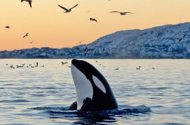 Косаток навчили імітувати людську мову