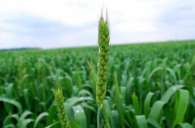 Урожай зерна в 2017 году в Украине сократился на 7,3% до 61,3 млн тонн