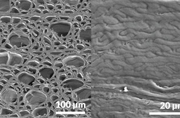 Створено куленепробивний матеріал з деревини