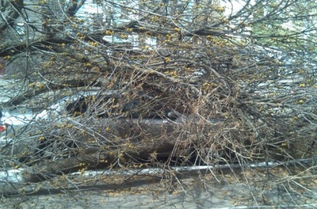 8 областей постраждали від сильного вітру