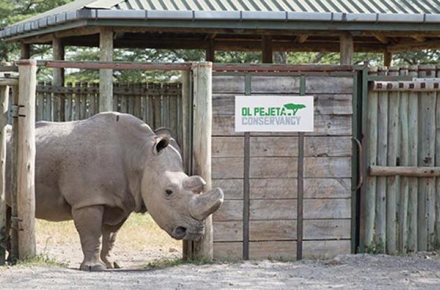 У Кенії помер останній самець північного білого носорога
