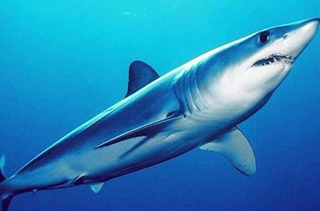 Вчені відкрили новий вид давніх акул