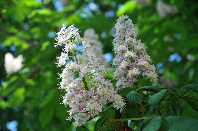 Кліматологи повідомляють: на початку травня в Києві ще ніколи не було так тепло