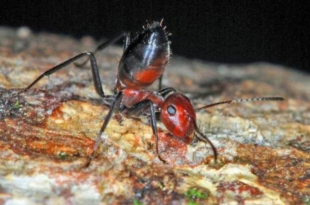 Вчені виявили новий вид "мурах, що вибухають"