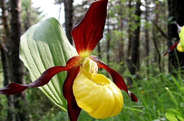 Рослини впадають в &quot;сплячку&quot; для отримання довгострокової вигоди