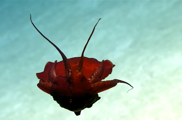 Ученые сняли на видео загадочное морское существо