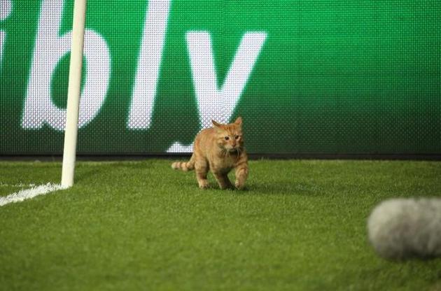 Матч був припинений через кота