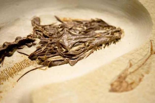 Ученые обнаружили ископаемую ящерицу с четырьмя глазами