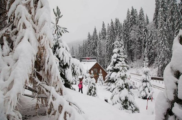 Депутаты хотят запретить рубки пихтово-буковых лесов на склонах Карпат, законопроект приняли в первом чтении